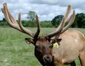 Elk